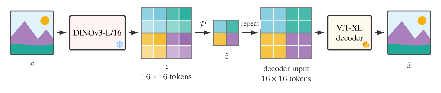 Image passes through frozen DINOv3, a learned pooling operator, token repetition and a trainable ViT-XL decoder to reconstruct the image.