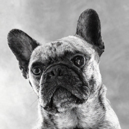 Generated portrait of a dog